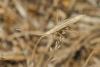 Chorosoma schillingii